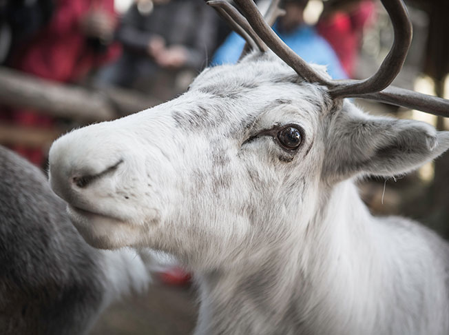 Reindeer