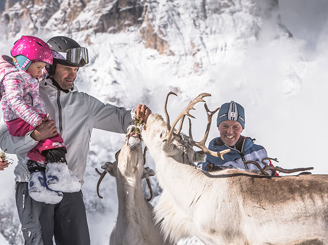 reindeer feeding